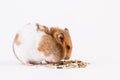 A hamster uses grain. Isolated on white background. Royalty Free Stock Photo