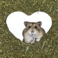 Hamster in Valentine setting