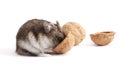 Hamster and walnuts Royalty Free Stock Photo
