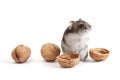 Hamster and walnuts Royalty Free Stock Photo