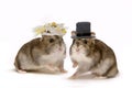 Hamster wedding Royalty Free Stock Photo