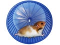 Hamster in a wheel