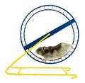 Hamster Royalty Free Stock Photo