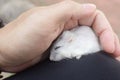 Hamster winter white sleeping.