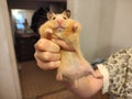 Hamster in a woman`s hand Royalty Free Stock Photo