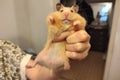 Hamster in a woman's hand Royalty Free Stock Photo