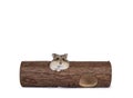 Hamster and wood trunk on white Royalty Free Stock Photo