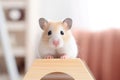 Hamster on a wooden stand in a room, close up