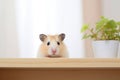 Hamster on a wooden table in a room with a flower