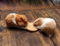 Hamsters Royalty Free Stock Photo
