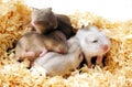 Hamsters babies pile Royalty Free Stock Photo