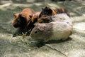 Hamsters eating grass