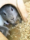 Hamsters and guinea pigs in a zoo are resting in a house. contact zoo for children. animals in captivity