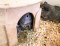 Hamsters and guinea pigs in a zoo are resting in a house. petting zoo for children