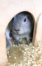 Hamsters and guinea pigs in a zoo are resting in a house. petting zoo for children