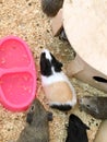 Hamsters and guinea pigs in a zoo are resting in a house. petting zoo for children