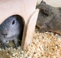 Hamsters and guinea pigs in a zoo are resting in a house. petting zoo for children