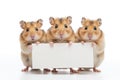 3 Hamsters holding a blank piece of paper