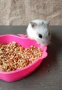 HamstersÂ are a kind of animalÂ a rodent, there are various types in the world and they are found in almost every country.