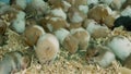 Hamsters in overcrowded cage on pet market. From above many captive hamsters eating wooden shavings and sleeping on floor of