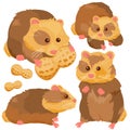 Hamster pets. Vector illustration Royalty Free Stock Photo