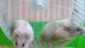 2 hamsters on wheel in cage