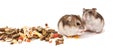 Hamsters on white background, hamsters eat dry food