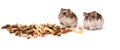 Hamsters on white background, hamsters eat dry food