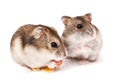 Hamsters on white background, hamsters eat dry food