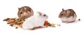 Hamsters on white background, hamsters eat dry food