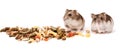 Hamsters on white background, hamsters eat dry food