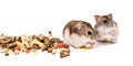 Hamsters on white background, hamsters eat dry food