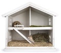 Hamsters in wooden dolhouse on white