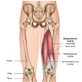 Hamstring muscle anatomy 3d medical  illustration on white background Royalty Free Stock Photo