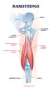 Hamstring posterior muscle anatomy with bones and ligaments outline diagram Royalty Free Stock Photo