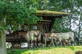 Mongolian horses at animal park in Han-sur-lesse, Belgium