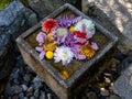 Hanachozu, an artistic flower display with flowers floating in stone water basin, Japanese garden art Royalty Free Stock Photo