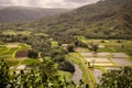 Hanalei Valley Taro Fields, Kauai,Hawaii. Royalty Free Stock Photo