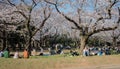 Hanami celebrations under Sakura trees in cherry blossom in Spring