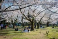 Hanami celebrations under Sakura trees in cherry blossom in Spring