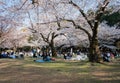 Hanami celebrations under Sakura trees in cherry blossom in Spring