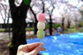 Hanami dango has three colors,traditionally made during Sakura-viewing season:Asukayama Park in Kita,Tokyo,Japan Royalty Free Stock Photo