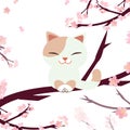 Hanami Festival. cherry blossom festival. festival in Japan. Relaxing cat. Cat sitting on the sakura branch and sakura tree