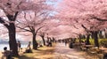 Hanami (Japan) - The tradition of viewing cherry blossoms in spring