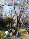 Hanami at Japanese castle