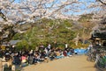 Hanami party Royalty Free Stock Photo