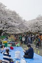 Hanami in Ueno Park Royalty Free Stock Photo