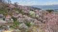 Hanamiyama (Mountain of flowers) park, Fukushima, Japan.