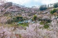 Hanamiyama (Mountain of flowers) park, Fukushima, Japan.