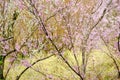 Delicate pale yellow flowers of Hyugamizuki with pink cherry blossoms at Hanamiyama Park,Fukushima,Tohoku,Japan. Royalty Free Stock Photo